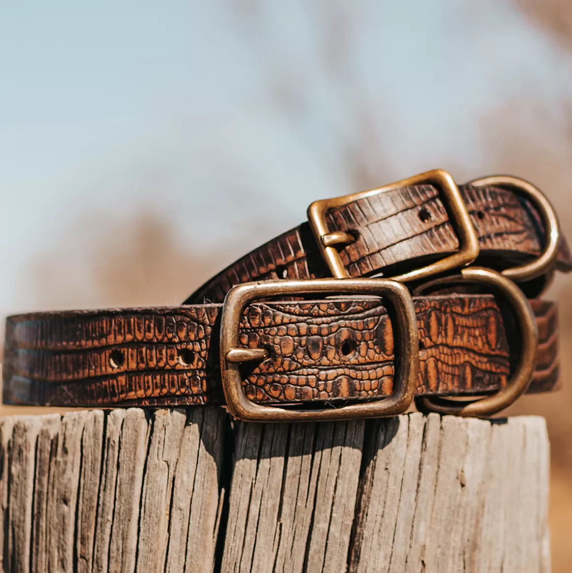 Women Freebird Store Dog Collar