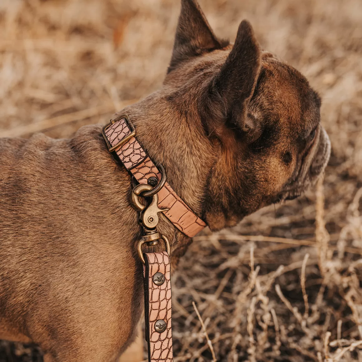 Women Freebird Store Dog Collar