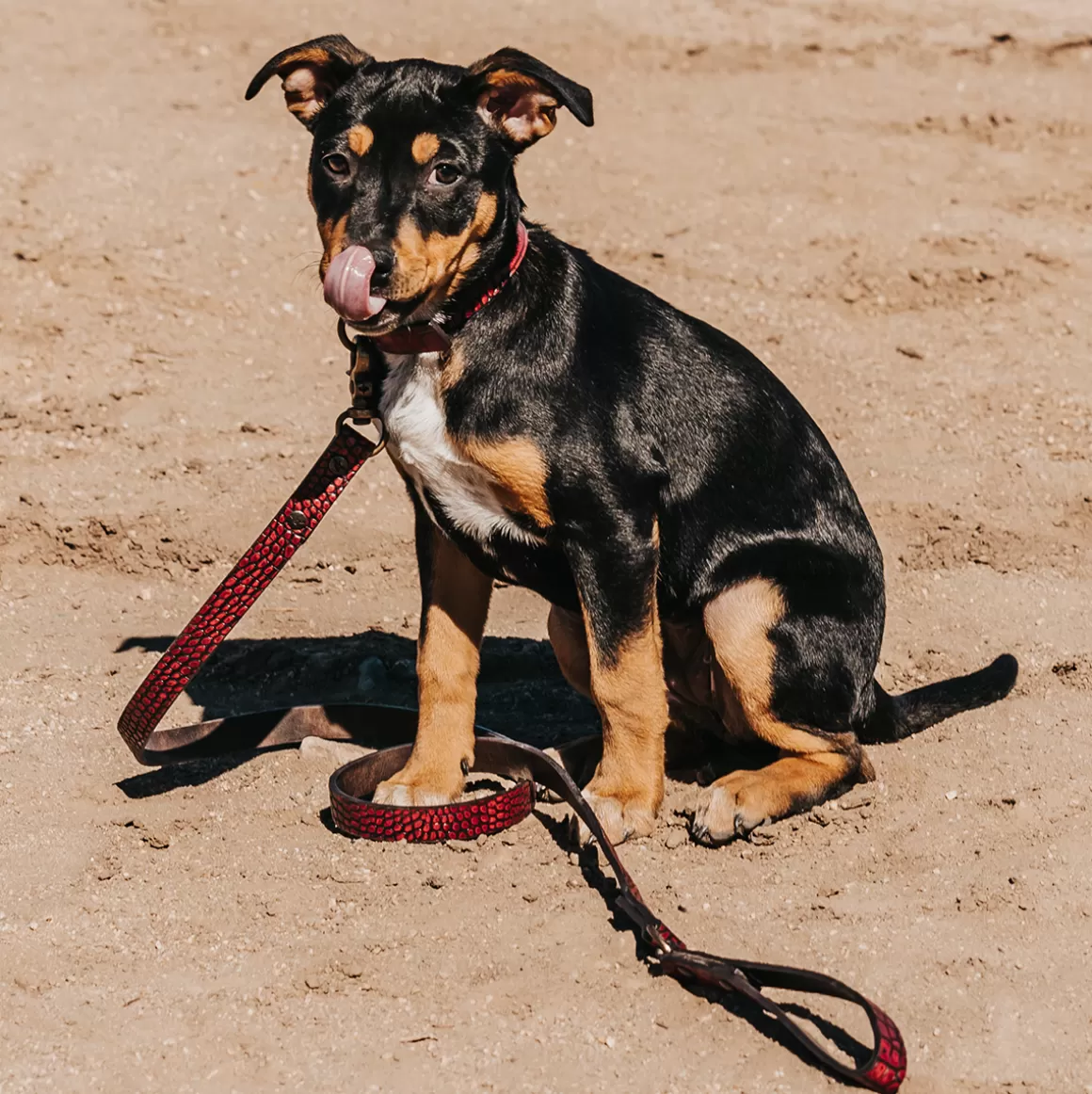 Women Freebird Store Dog Collar