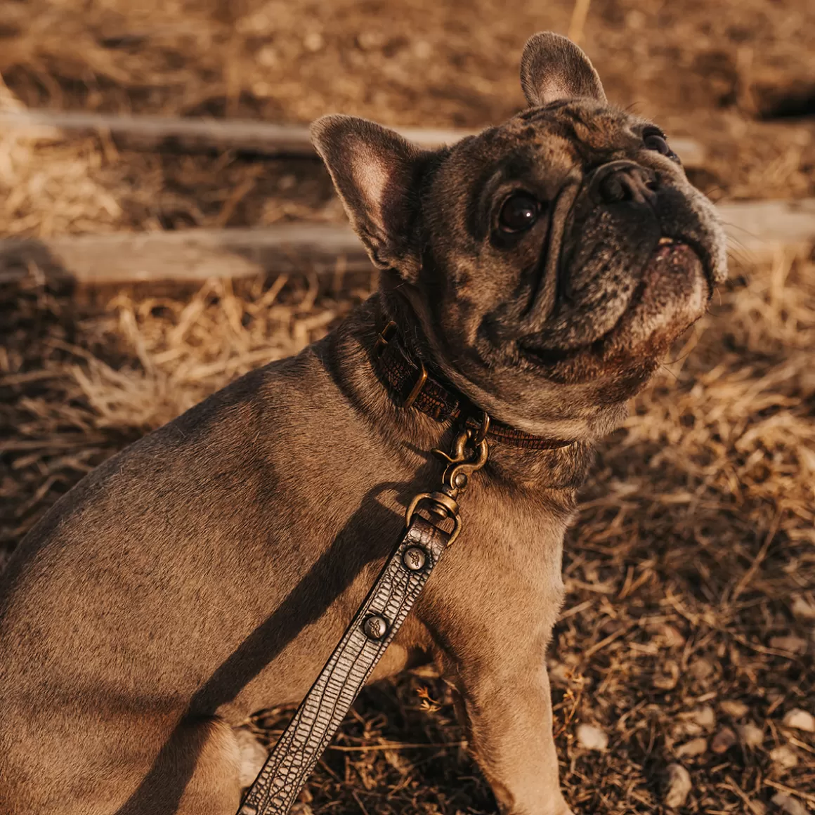 Women Freebird Store Dog Collar