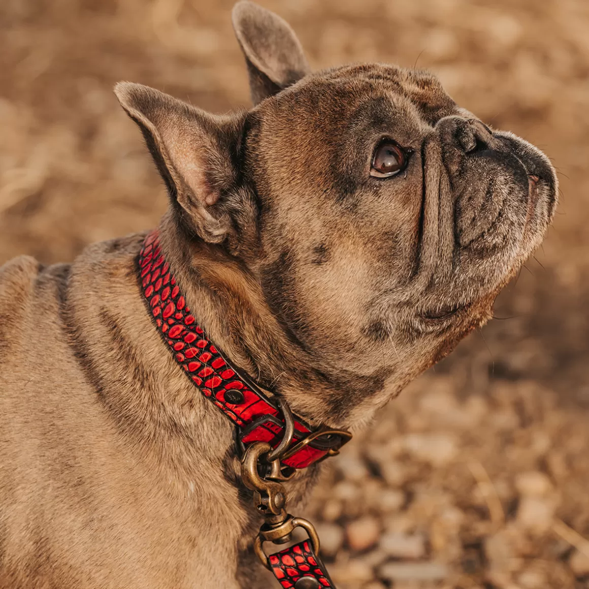 Women Freebird Store Dog Collar