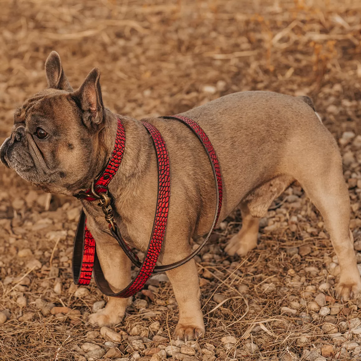 Women Freebird Store Dog Leash