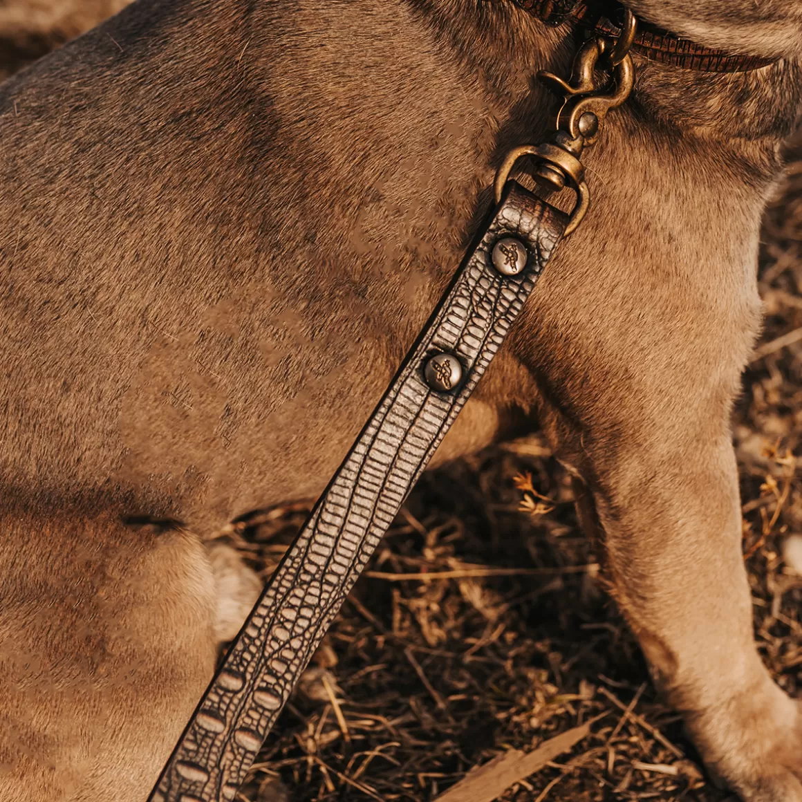 Women Freebird Store Dog Leash